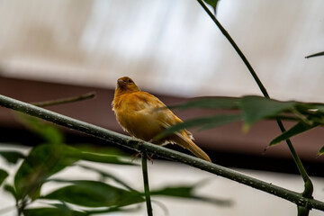 beautiful bright birds in the rainforest eat and do home improvement
