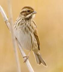 Common reed bunting (Emberiza schoeniclus) sitting on a reed in fall.