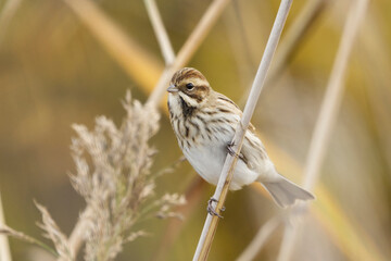 Common reed bunting (Emberiza schoeniclus) in the reeds in fall.
