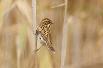 Common reed bunting (Emberiza schoeniclus) in the reeds in fall.