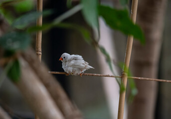 beautiful bright birds in the rainforest eat and do home improvement
