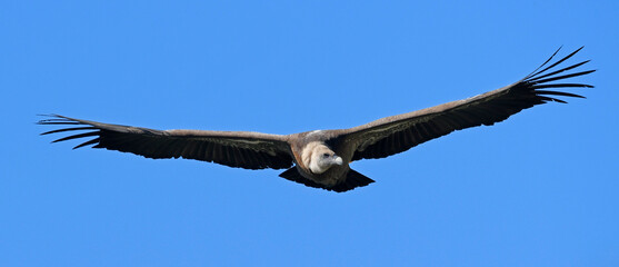 Gänsegeier // Griffon vulture (Gyps fulvus) - Nationalpark Monfragüe, Extremadura, Spanien