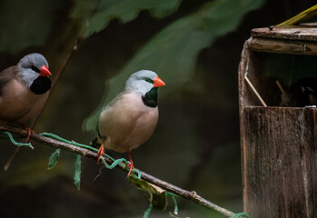 beautiful bright birds in the rainforest eat and do home improvement