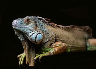 blue tropical iguana close up