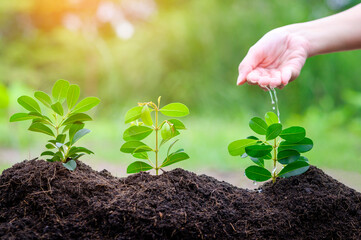 Close up hand with water dripping on plant on fertile soils, Ecological conservation concept