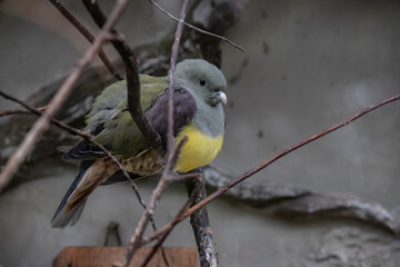 beautiful bright birds in the rainforest eat and do home improvement