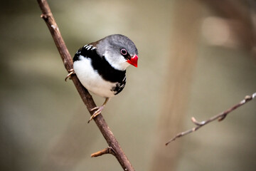 Fototapeta premium Australian bird-brilliant finches perched on a branch