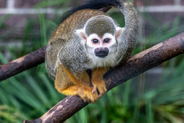 a small marmoset monkey looks around with interest
