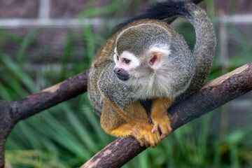 a small marmoset monkey looks around with interest
