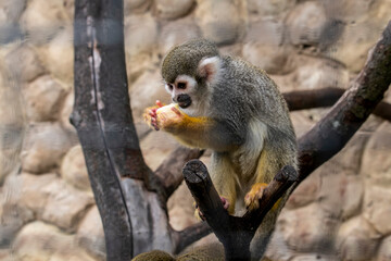 Naklejka na ściany i meble a small marmoset monkey looks around with interest