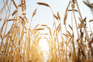 Ears of ripe wheat on sky background. Rich grain harvest, agriculture concept.