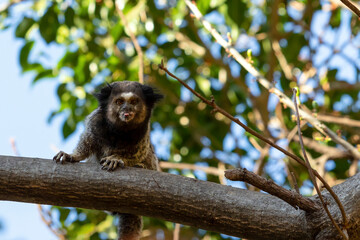The monkey on the tree. The Black-tufted marmoset also know as Mico-estrela or sagui is a typical monkey from central Brazil. Species Callithrix penicillata. Animal lover. Wildlife.