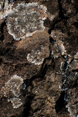 Stone texture background 