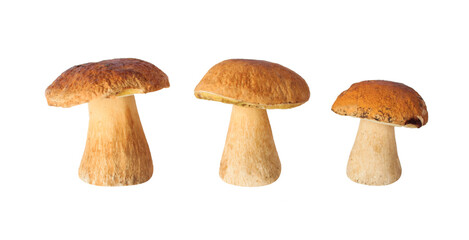 White mushrooms isolated on white background