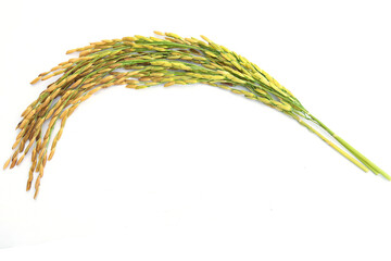 Golden ears of rice on a white background