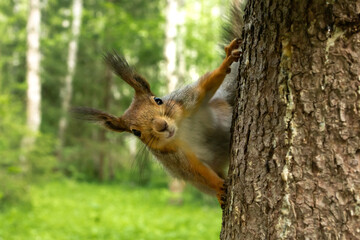 A Cute curious red squirrel in a gray coat peeks out from behind the trunk a pine tree. close-up. in summer with a blurry forest in the background. Wildlife summer scene with orange fur coat animal.