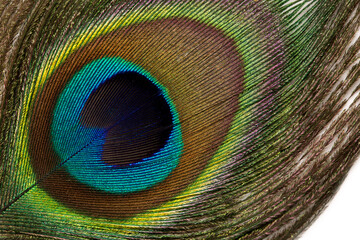 Close-up of a colorful peacock feather background