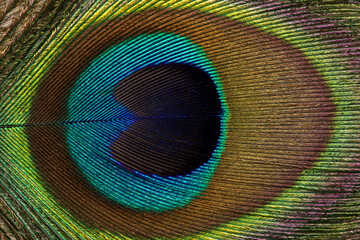 Fototapeta premium Colorful peacock feather background
