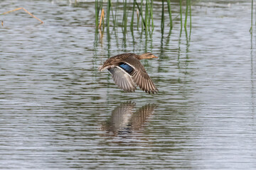 Mallard duck (Anas platyrhynchos) in flight over lake. Reflection in water below. Reeds in background.
