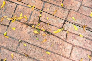 Leaves fall down on the floor