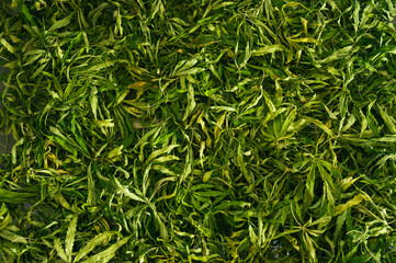 dry cannabis leaf tea. Textured marijuana leaves. Concept of beverage with cannabis herb