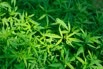 Marijuana leaves, cannabis plants,Industrial Marijuana Greenhouse Grow Operation