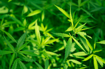 Marijuana leaves, cannabis plants,Industrial Marijuana Greenhouse Grow Operation