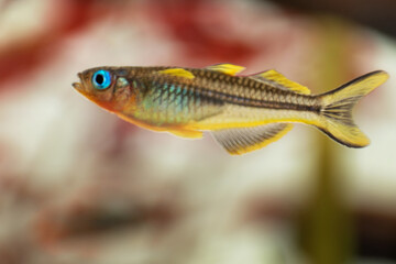 Fototapeta premium Popondichthys furcatus, Forktail blue eye, yellow forktail Pseudomugil furcatus subfamily Pseudomugilinae in aquarium freshwater fish. Animal aquascaping photography with a focus gradient.
