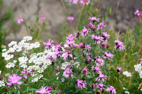 Flowering creeping thistle in the shore of Kirjavalachti, Karelia