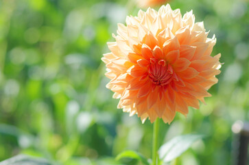 東京町田ダリア園にて日本の秋を感じる