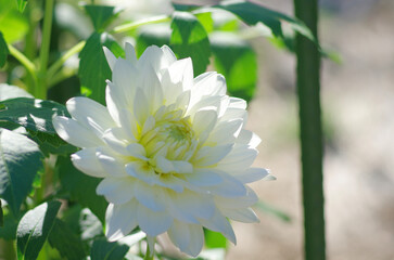 東京町田ダリア園にて日本の秋を感じる