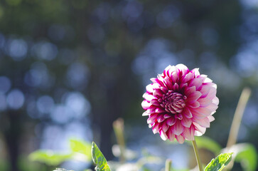 東京町田ダリア園にて日本の秋を感じる