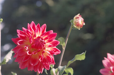 東京町田ダリア園にて日本の秋を感じる