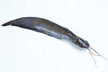 live Catfish (or catfishes) are a diverse group of ray-finned fish. Named for their prominent barbels, which resemble a cat's whiskers