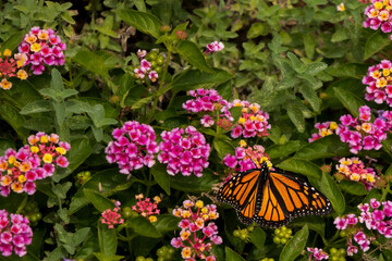 Migrating Monarch Butterfly pausing in Cape May NJ while heading south for the winter