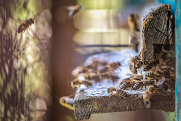 Bees fly into the hive in the apiary. There is artistic noise.