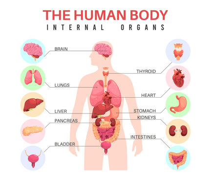Organs in human body. Anatomical man silhouette, internal organs, educational infographics, medical biological poster, with stomach and bladder, lungs and brain, tidy vector concept
