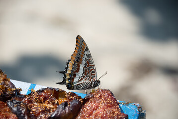 a butterfly feeding on drying figs