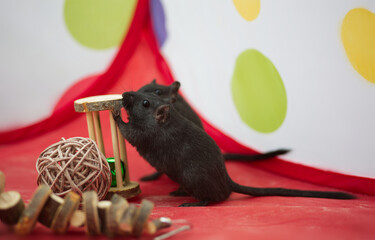 Gerbil playing with wooden toys in playpen  - obrazy, fototapety, plakaty
