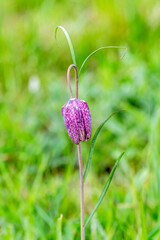 A single purple snakes head fritillary, Fritillaria meleagris, with a dappled purple colour texture against a blurred green background of grassland
