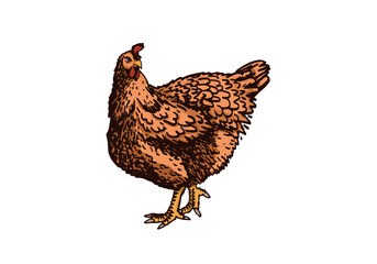 Vector color ginger hen standing isolated on white background,farm bird