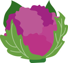 Colorful food ingredient vegetable Purple cauliflower