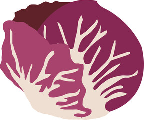 Colorful food ingredient vegetable Radicchio