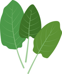 Colorful food ingredient vegetable Sorrel