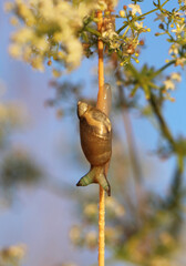 Bernsteinschnecke mit Parasit Leucochloridium