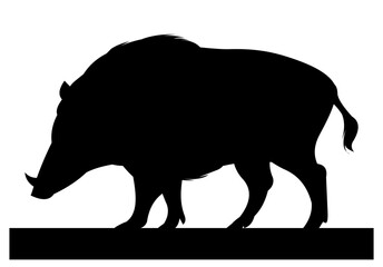 Wild boar with fangs. Animal in natural habitat. Wild pig illustration. Isolated on white background. Vector.