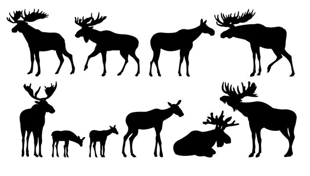 Moose set. Elk adult males and females. Moose cubs. Silhouette picture. Animals in wild. Isolated on white background. Vector.