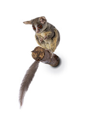 Adorable South African Bushbaby aka Galago Moholi or nagapie, sitting on branch. Holding food, tail down and looking away from camera. Isolated on a white background.