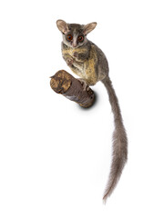 Adorable South African Bushbaby aka Galago Moholi or nagapie, standing on branch. Tail down and looking towards camera with disc shaped eyes and big ears. Isolated on a white background.