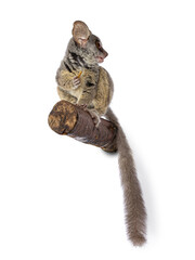 Adorable South African Bushbaby aka Galago Moholi or nagapie, sitting  on branch. Tail down and looking to the side with disc shaped eyes and big ears. Showing profile. Isolated on a white background.